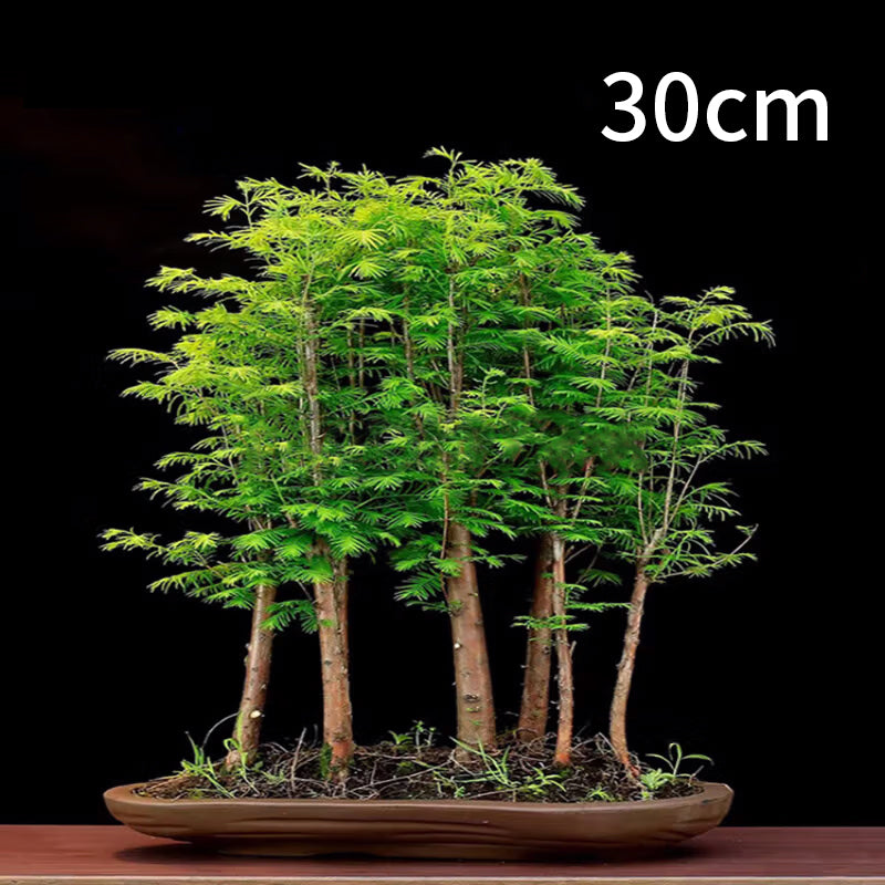Bonsai Dawn Redwood