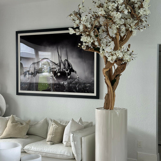 Most popular 10ft white magnolia tree in glossy beige st tropez planter