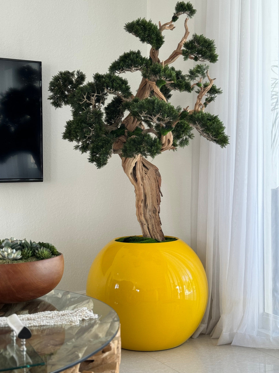 Trailing Bonsai in 30″ Saffron Yellow Globe