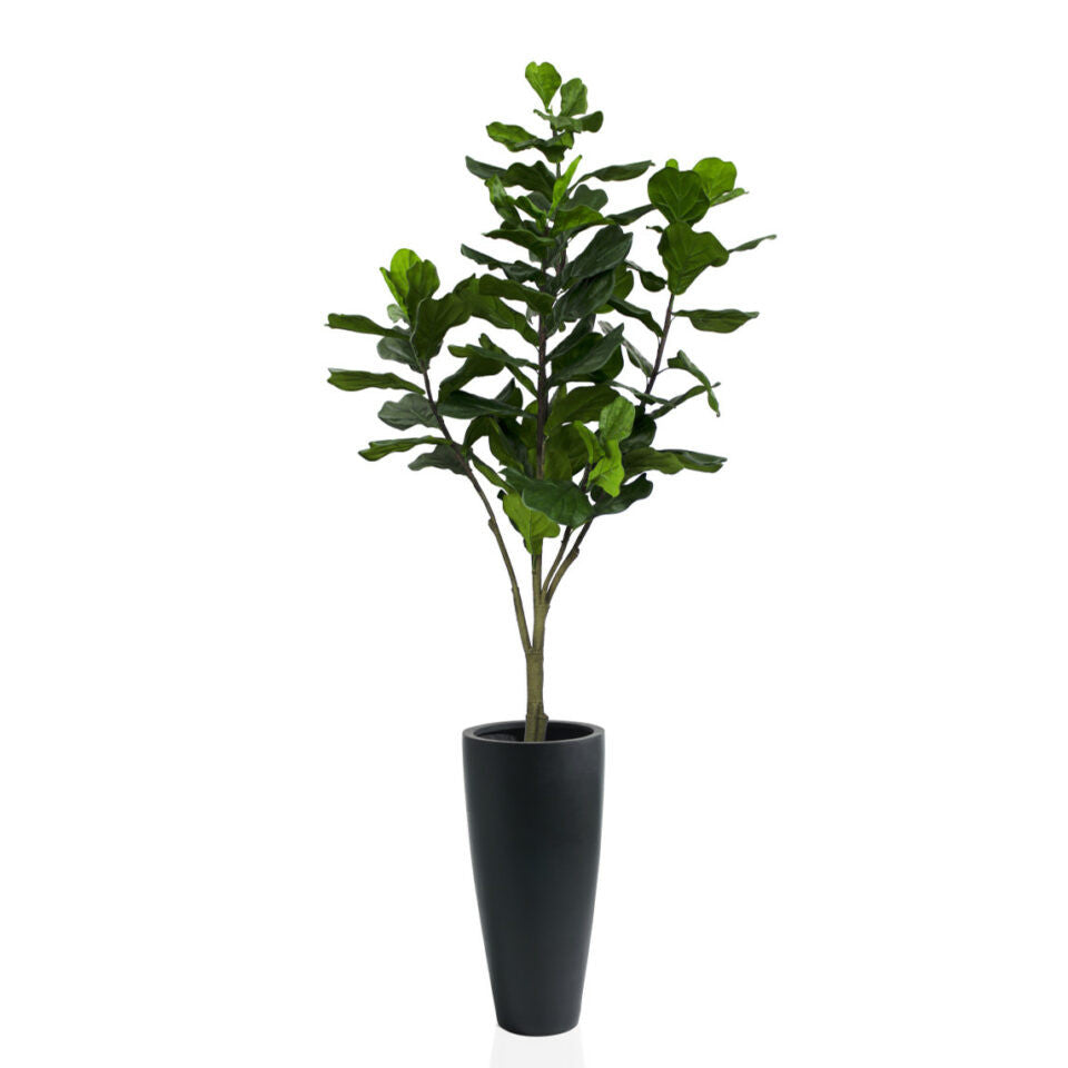 Jardinière Dax en fibre de verre noire avec figuier lyre