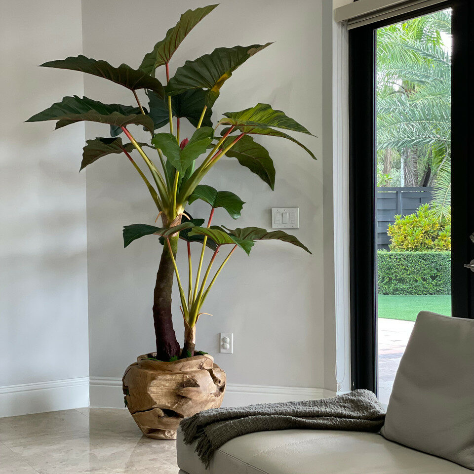 Oversized Teak Bowl with Alocacia Plant