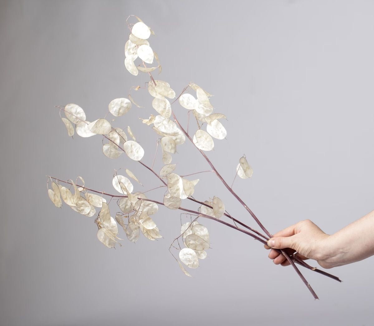 LUNAIRE SÉCHÉE - FLEURS SÉCHÉES - DÉCORATION INTÉRIEURE