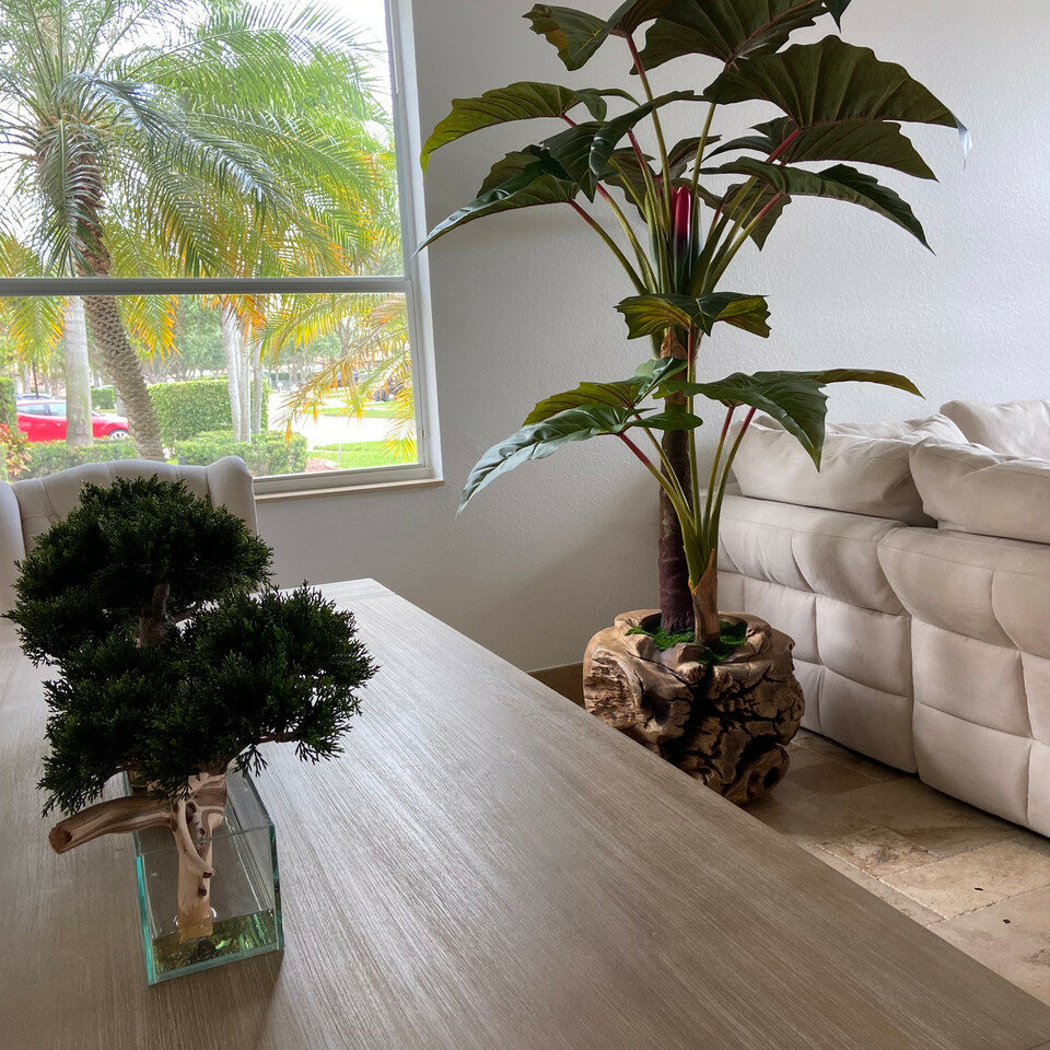 Oversized Teak Bowl with Alocacia Plant