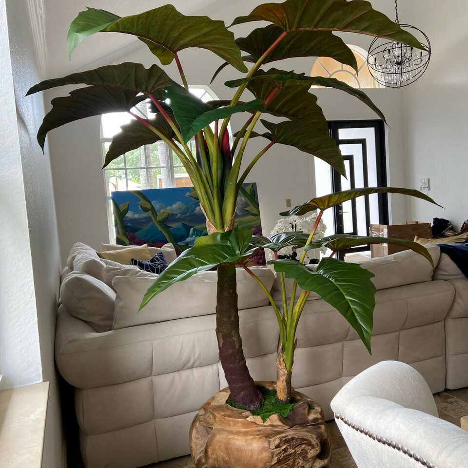 Oversized Teak Bowl with Alocacia Plant