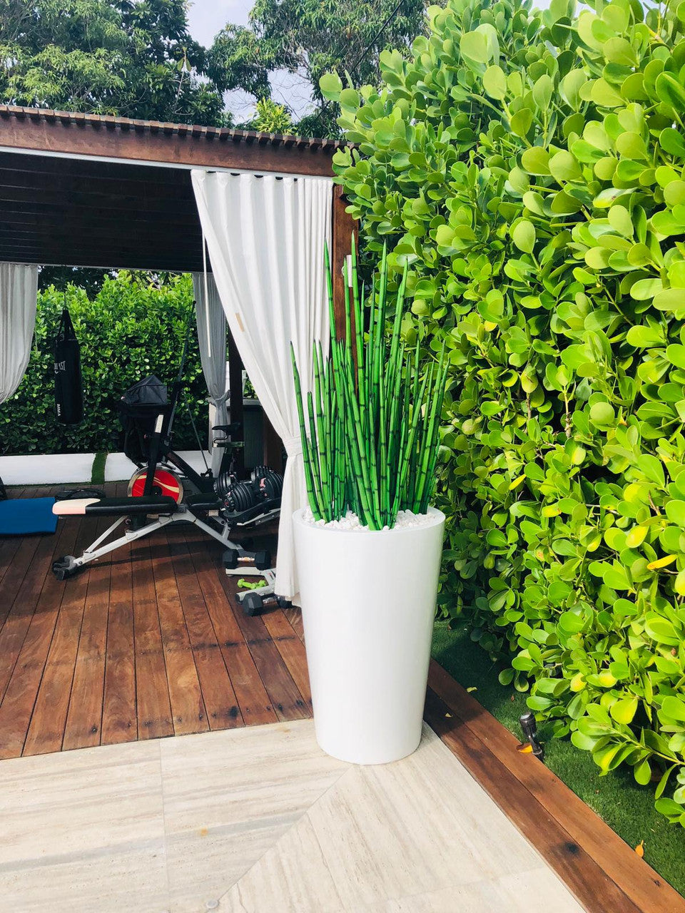Sansevieria (1,20 m) avec Belle L