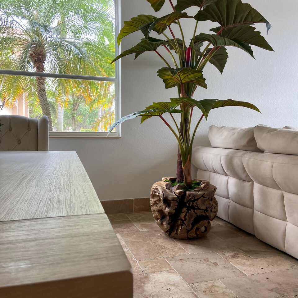 Oversized Teak Bowl with Alocacia Plant