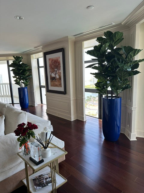 Fiddle Leaf Tree with Glossy Cobalt Blue St. Tropez Planter