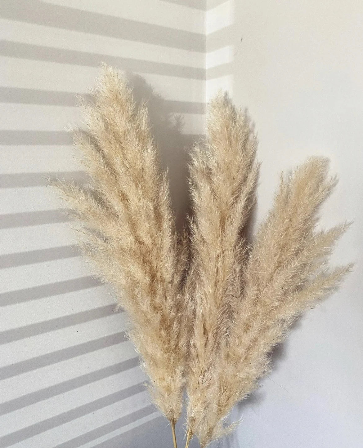 FLUFFY PAMPAS - DRIED FLOWERS - HOME DECORATION