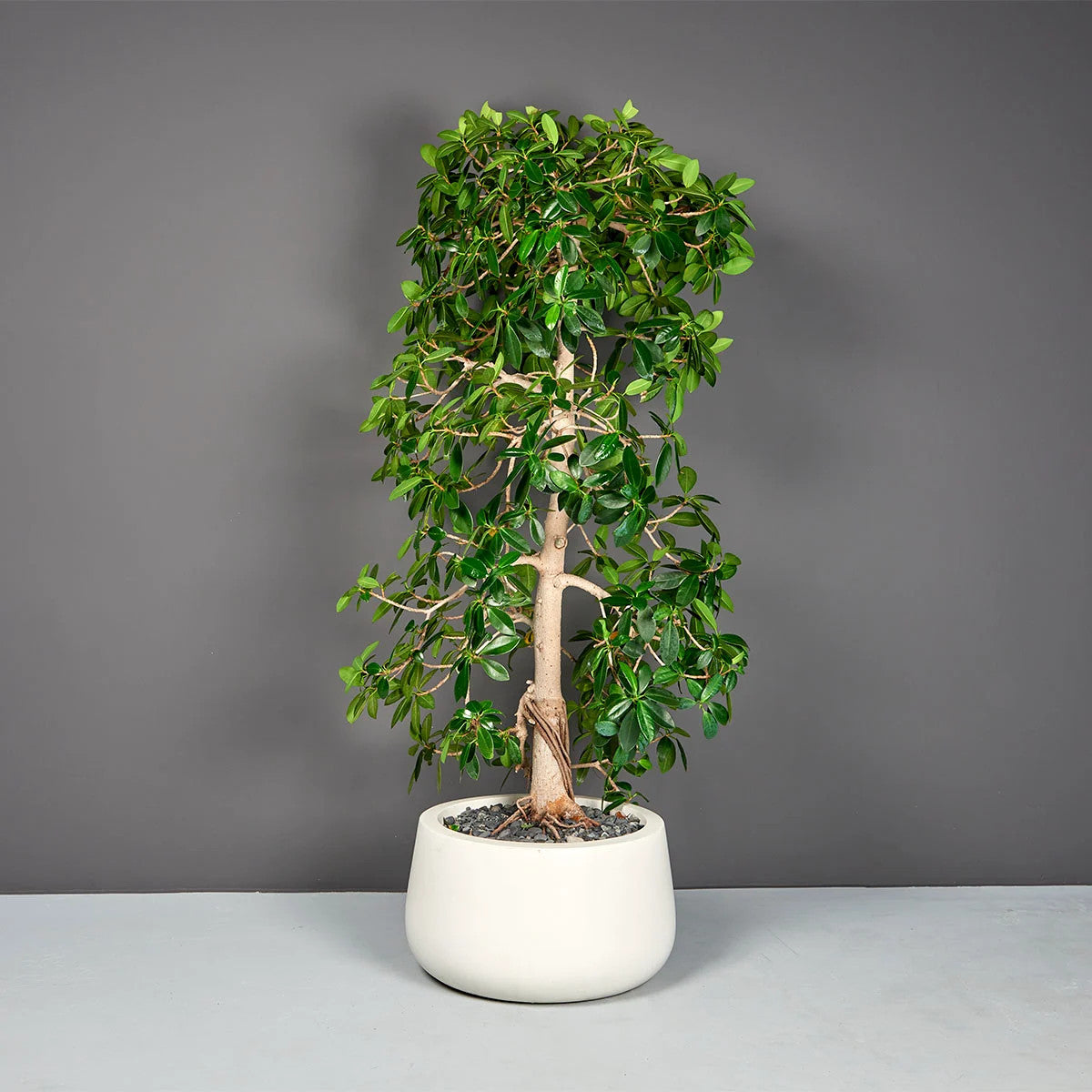 Short Hayden Round Planter