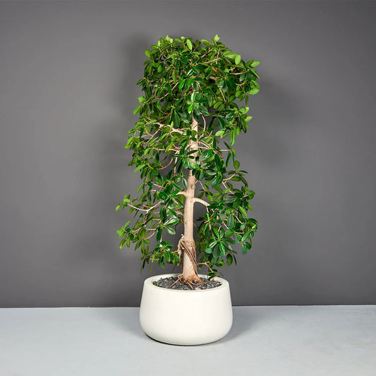 Short Hayden Round Planter