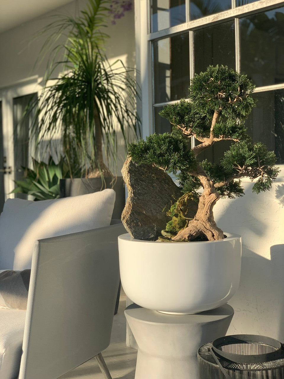 Cedar Bonsai on Fiberglass Bowl