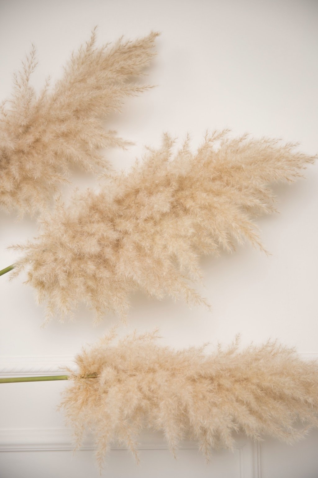 KONINGSPLUIMEN - PAMPAS GRASS - DRIED FLOWERS - HOME DECOR