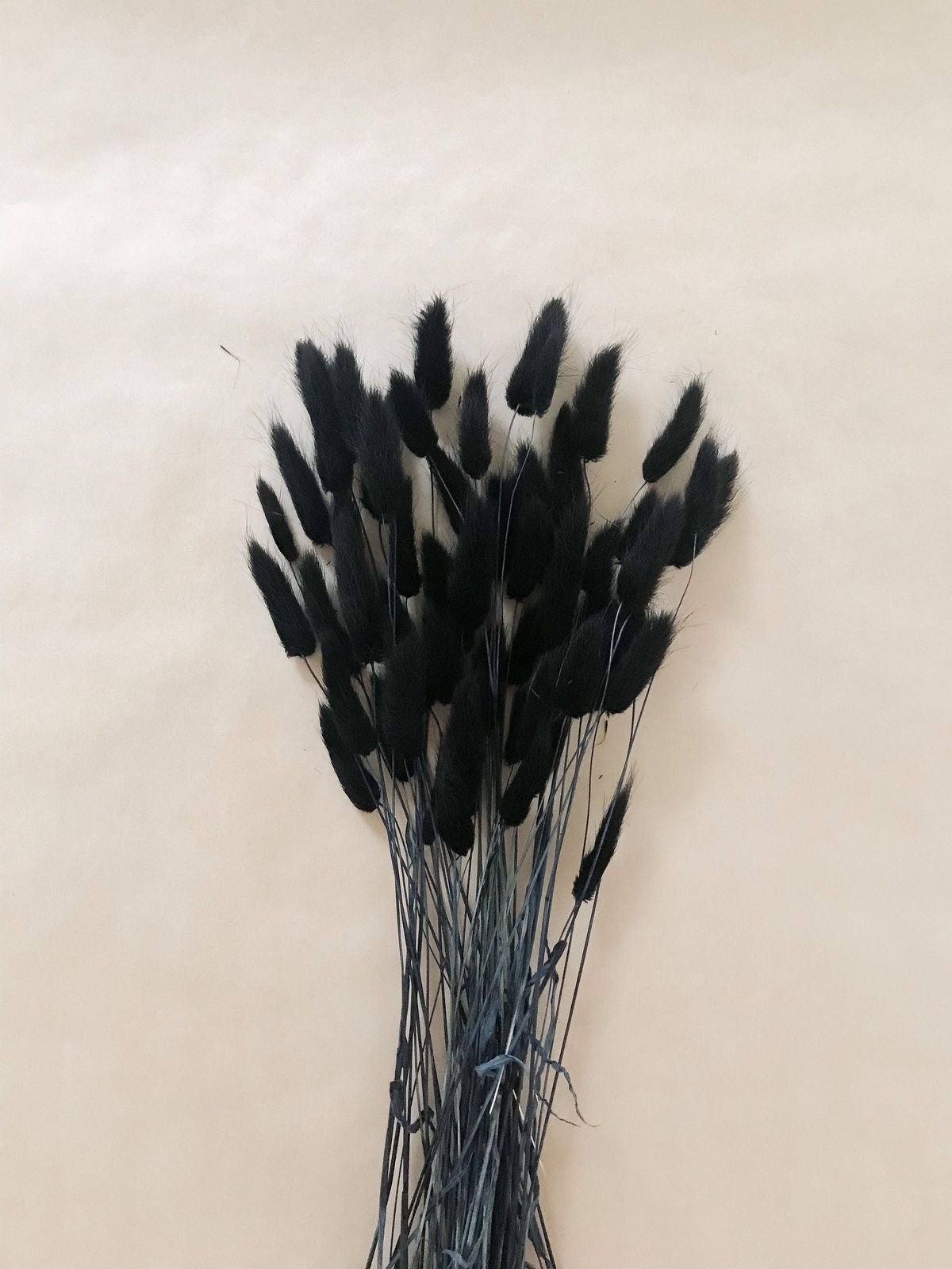 LAGURUS - DRIED FLOWERS - INTERIOR DECOR