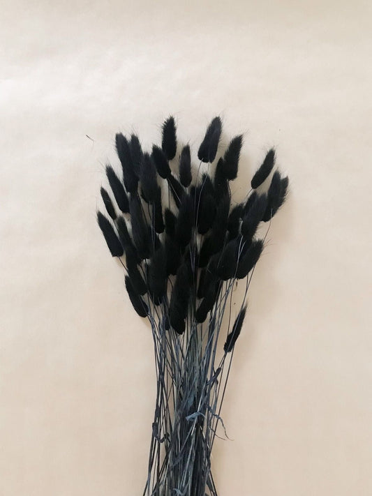 LAGURUS - DRIED FLOWERS - INTERIOR DECOR