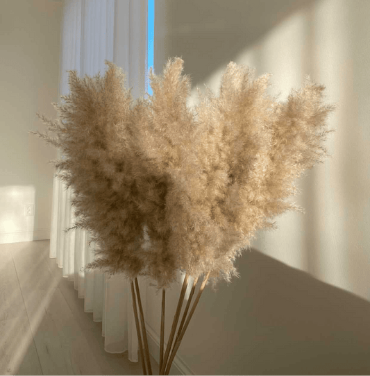 LUXE EXTRA FLUFFY - Pampas Grass- Dried Flowers - Home Decor