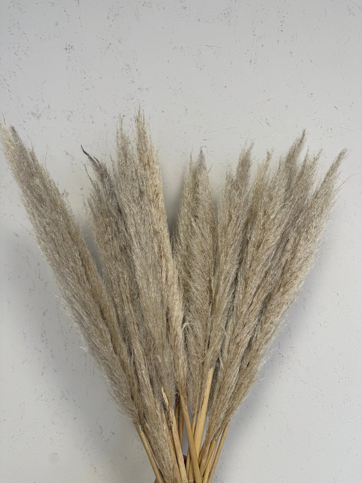 RAW PAMPAS - pampas grass for arrangements and bouquets