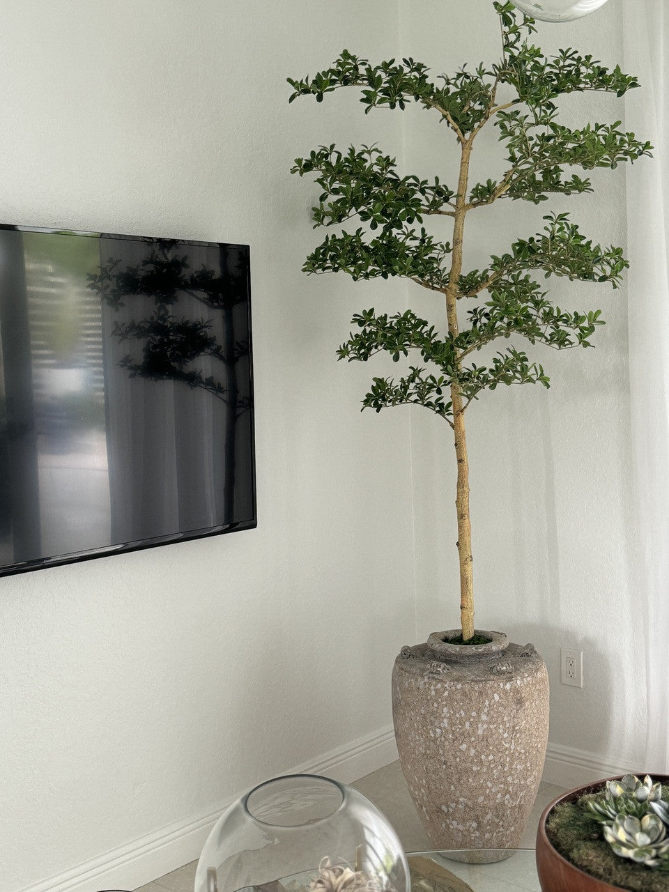 Parthenon Planter with 7′ Shady Lady Tree