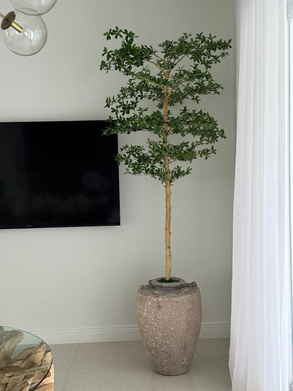 Parthenon Planter with 7′ Shady Lady Tree