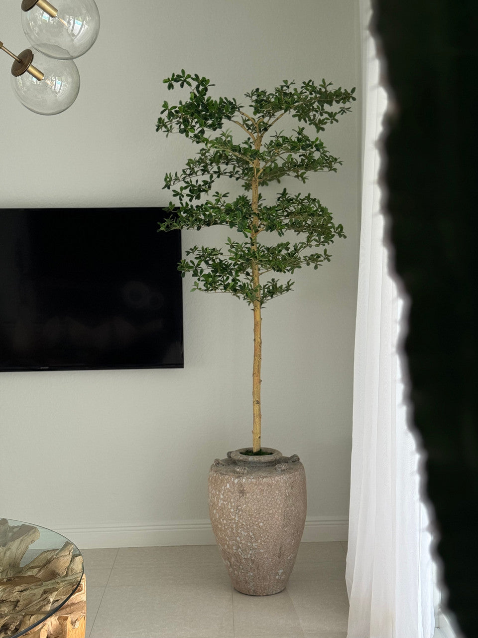 Parthenon Planter with 7′ Shady Lady Tree