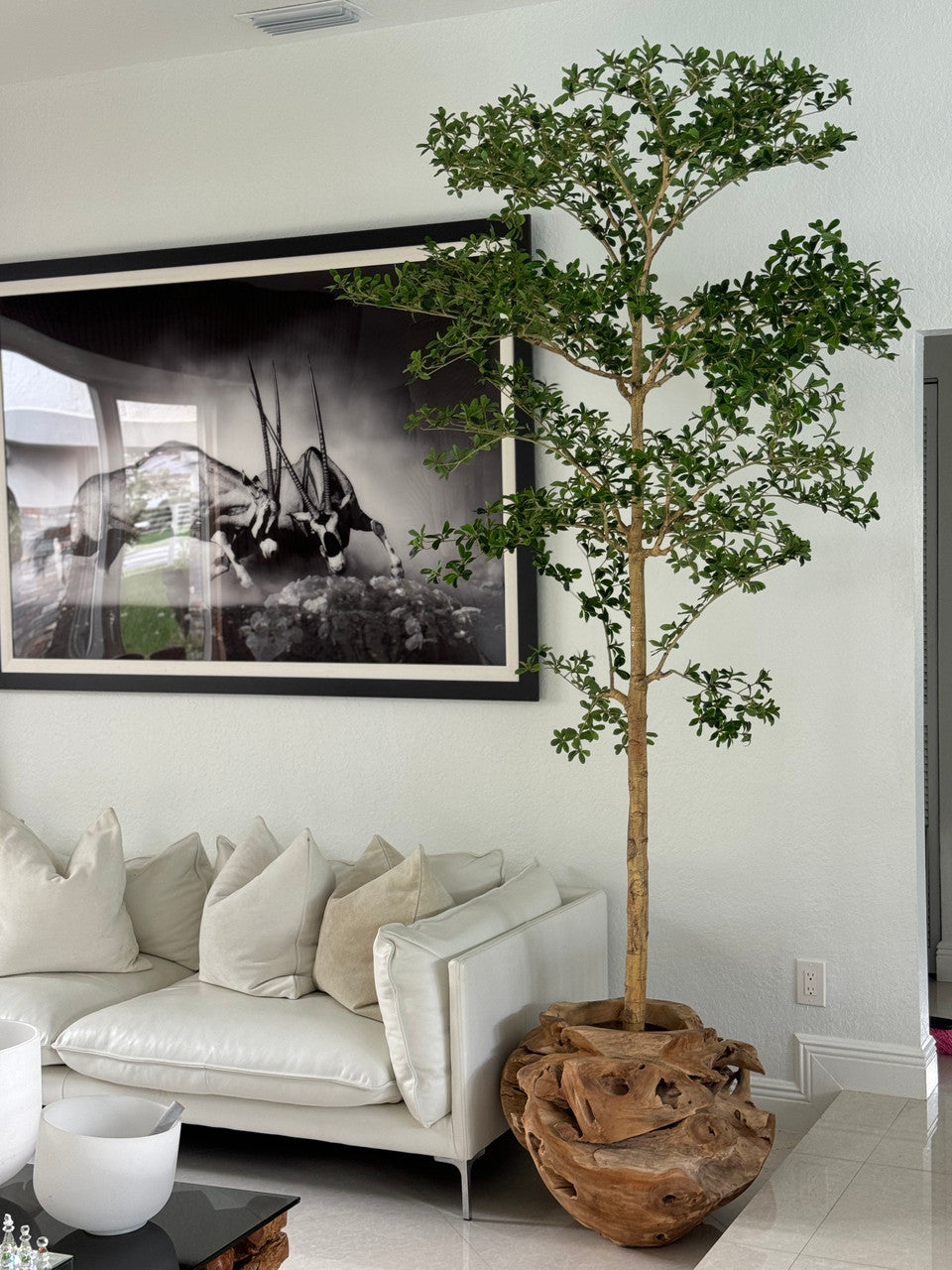 Jardinière unique en teck sculptée à la main avec arbre Shady Lady de 2,1 m