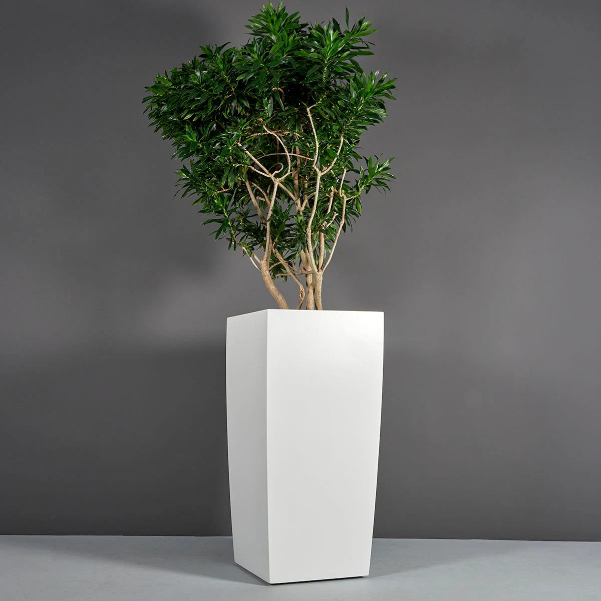 Toulan Square Planter