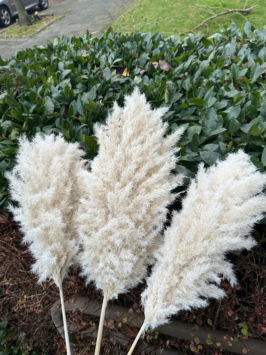 CLOUDY WHITE PAMPAS GRASS - HOME DECORATION